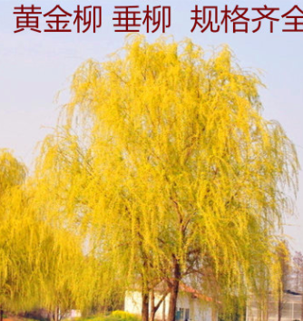 金絲垂柳苗黃金柳樹苗美國速生竹柳楊柳樹苗垂柳小苗河邊綠化樹苗