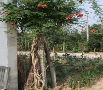 基地批發(fā)攀援植物凌霄 凌霄苗圃提供 可做庭院布置 凈化空氣