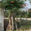基地批發(fā)攀援植物凌霄 凌霄苗圃提供 可做庭院布置 凈化空氣