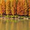 基地供應(yīng) 盆栽水杉盆景 各種規(guī)格水杉生長快適應(yīng)范圍廣 歡迎咨詢