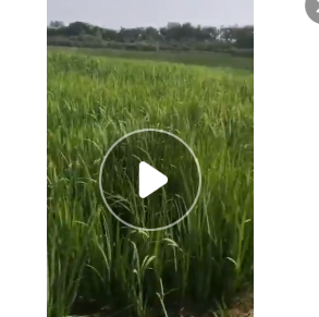 供應(yīng)水生植物 水生鳶尾 黃菖蒲 黃花鳶尾 濕地植物生態(tài)浮島專用苗