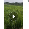 供應(yīng)水生植物 水生鳶尾 黃菖蒲 黃花鳶尾 濕地植物生態(tài)浮島專用苗