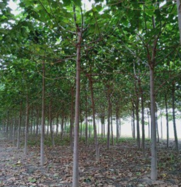 6公分泡桐價格13元一棵 山東基地批發