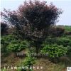 基地直銷綠化苗木彩葉喬木景觀樹行道樹紫葉李 紅葉李樹苗