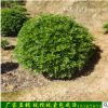 基地直銷綠化苗木常綠灌木海桐苗 海桐球 時間常青量大優惠