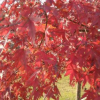 廠家直銷彩色樹紅楓 庭院別墅栽培景觀樹紅楓樹苗量大優(yōu)惠