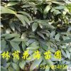哪里有真的圣誕樹買 要多少錢一顆 農(nóng)戶直銷綠化苗木寶塔型竹柏