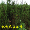 苗木基地批發(fā)四季常青松柏 松柏樹 松柏苗 規(guī)格齊全高速工程綠化