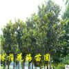 批發(fā)廣玉蘭樹苗 湖南落葉喬木景觀樹玉蘭價格 現(xiàn)挖現(xiàn)賣量大優(yōu)惠