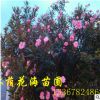 低價直銷綠化苗木花卉植物夾竹桃 規(guī)格齊全苗木配送 庭院別墅道路