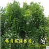 供應(yīng)龍爪槐 湖南優(yōu)質(zhì)龍爪槐 垂槐樹 規(guī)格齊全 綠化苗木基地直銷