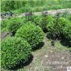 廠家大量供應園林綠化水蠟球 綠色系喬木檜柏球 圓球形水蠟球批發