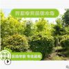 大量供應露地球形五角楓 園林工程五角楓球 小區綠化園林植物