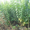 開原市天晟花木供應叢生園林植物衛矛 綠化灌木桃葉衛矛 園林植物