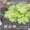 大量供應叢生形黃金楓 園林灌木植物彩葉樹種 東北耐寒樹種批發