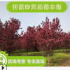 大量供應觀花海棠 紅色龍枝形綠化園林用苗 園林灌植物遼寧基地