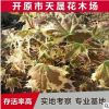 供應叢生形黃金楓 挪威槭夏雪綠化灌木園林植物 紅哨兵園藝批發