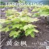 東北基地大量供應黃金楓灌木 普洛斯頓黃金楓 園林叢生形灌木植物