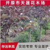供應綠化紫葉稠李