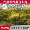 供應東北耐寒金葉榆苗木 中華金葉榆彩葉樹種 園林綠化苗木批發