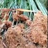 楠竹
