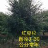 紅豆杉，南方紅豆杉