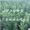雀舌羅漢松樹苗大葉羅漢松小米葉盆景庭院綠植素材造型矮化