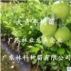 棗樹嫁接苗正宗臺灣牛奶大青棗樹苗特大南北方種植盆栽地栽青棗苗