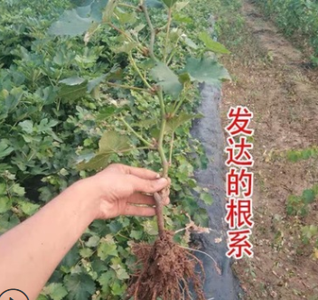 甜蜜藍(lán)寶石葡萄樹陽光玫瑰葡萄樹南北庭院種植爬藤大葡萄嫁接果樹