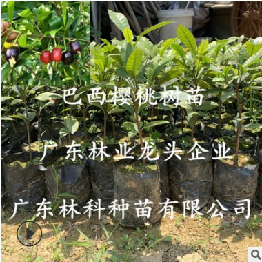 巴西櫻桃樹苗黑玫瑰大櫻桃苗車?yán)遄用缗柙躁柵_庭院地栽南北方種植