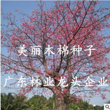 大腹木棉種子美麗異木棉種子喬木種子南方行道樹綠化苗木棉花種籽