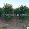 批發紅葉石楠柱子 湖南紅葉石楠柱高度1.5米