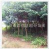 行道杜英樹苗胸徑5 6 7 庭院庭蔭 工程綠化防護樹