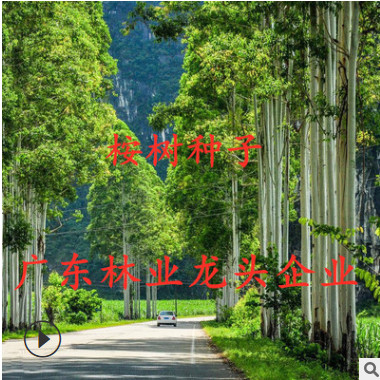 速生桉樹種子 直桿桉 直桿藍(lán)桉 史密斯桉 銅錢桉 高端質(zhì)量！！