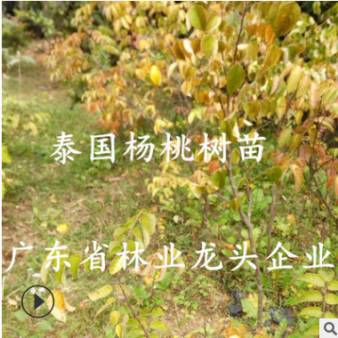 正宗泰國楊桃樹苗四季甜楊桃苗楊桃苗嫁接果樹苗盆景庭院地栽種植