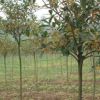 桂花樹苗盆栽四季濃香型嫁接金桂庭院植物室外八月桂地栽花卉好養