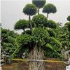 小葉榕樁批發 造型小葉榕樹 福建綠化園林工程批發 多規格供應