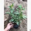 基地直銷金邊假連翹 花葉假連翹 金邊假連翹球 規格齊全 大量批發