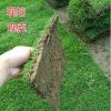 真草坪草皮帶泥土四季青草皮耐旱別墅庭院綠化草坪