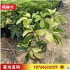 基地直銷鴨腳木 鵝掌柴 發財木四季常青室內小盆栽花卉盆景植物