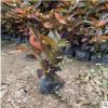 基地直銷紅葉扶桑 彩葉扶桑 灌木冬紅葉扶桑基地供應
