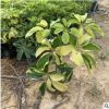 基地直銷自產自銷 澳洲鴨腳木花葉鴨腳木 園林植物苗市政園林工程