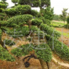 基地直銷 榆樹苗 綠化工程苗木 榆樹樹苗批發(fā) 樹形優(yōu)美 質(zhì)優(yōu)價(jià)廉