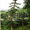 苗圃直銷 造型榆樹 精品榆樹樹苗 規(guī)格齊全 優(yōu)質(zhì)價(jià)實(shí)