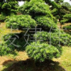 苗圃供應(yīng)精品造型羅漢松樹 羅漢松樹苗 觀賞型盆栽出售 歡迎咨詢