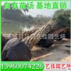 中東海棗桿高2.5-5米 價格800元 銀海棗基地直供