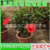 朱槿袋苗 朱槿小苗 高度30-35 冠30-35 價格6元 漳州基地直供