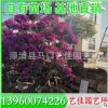 三角梅柱 價格280元 勒杜鵑柱子 福建基地直銷 園林景觀工程供應