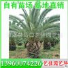 加拿利海棗 高度300 價格800元 基地直銷 專業種植銷售