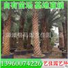 銀海棗 中東海棗批發 桿高300-350 價格1250元